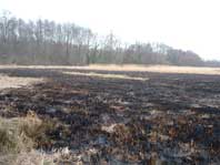 Flächenbrand 040301-2 Flächenbrand 040301-2