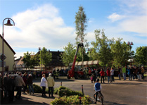 Maibaum 5A Maibaum 5A