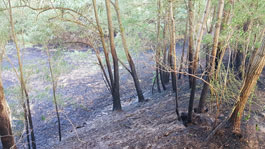 Waldbrand-Berg2-2A Waldbrand-Berg2-2A