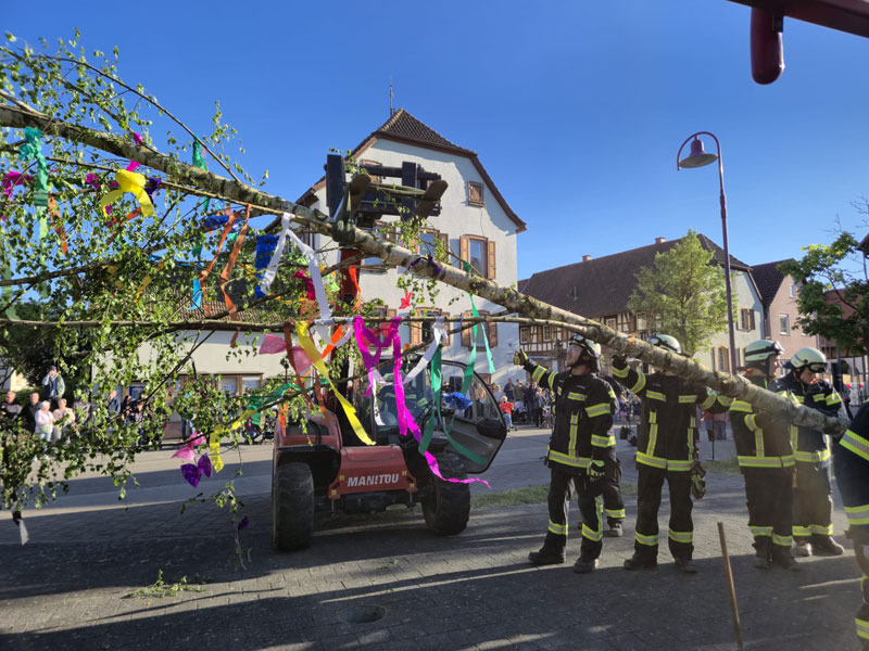 Maibaum-2026-06
