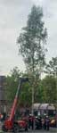 Maibaum3A Maibaum3A